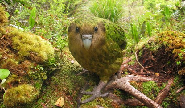 Fiordland's Fiery Crested Kakapo