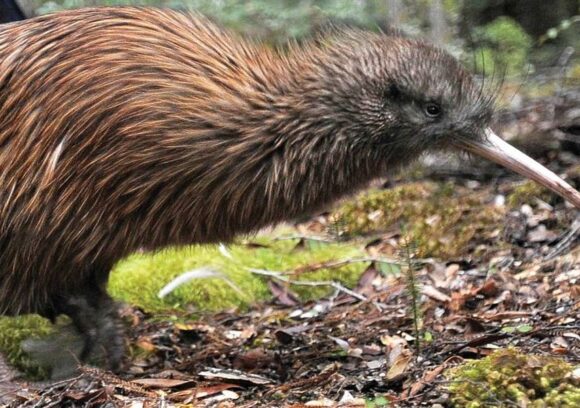 Wildlife encounters in New Zealand