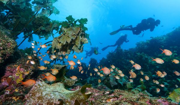 scuba diving in bay of islands