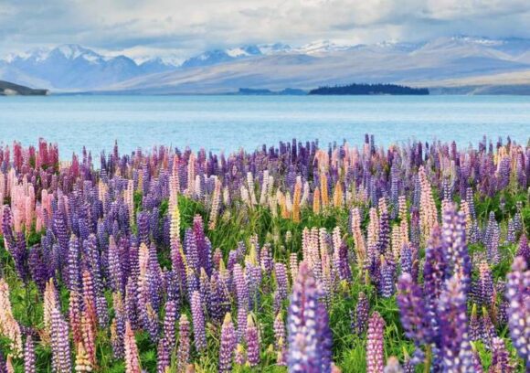 Travel to New Zealand during spring