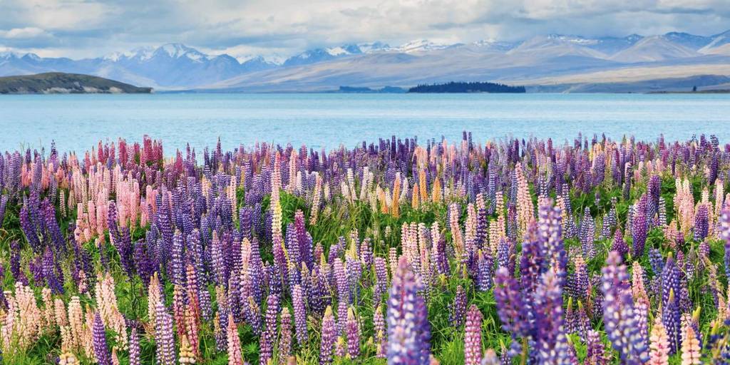 Travel to New Zealand during spring