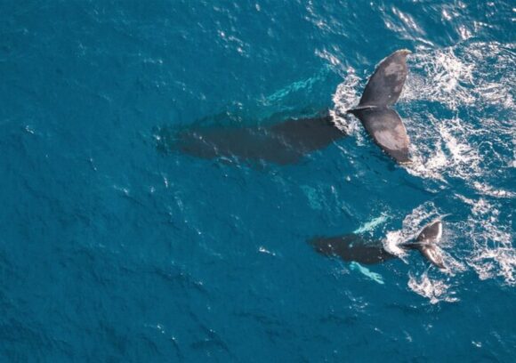 Whale watching in Kaikoura