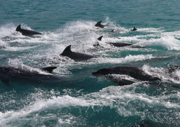 Dolphins in Akaroa