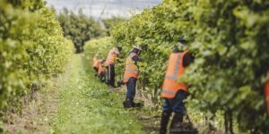 Seasonal jobs in New Zealand