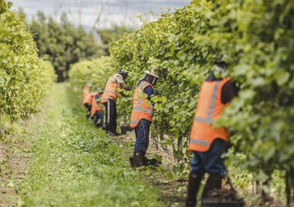 Seasonal jobs in New Zealand