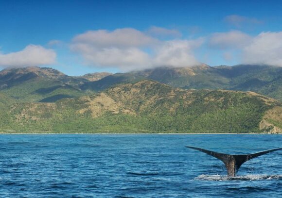 Animals in New Zealand